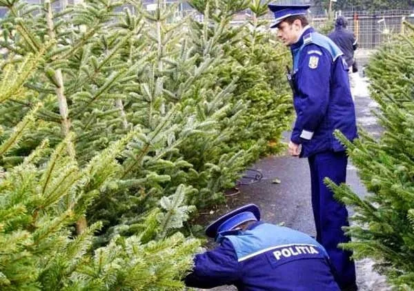 Neamț. Brazi de Crăciun, confiscați de polițiști