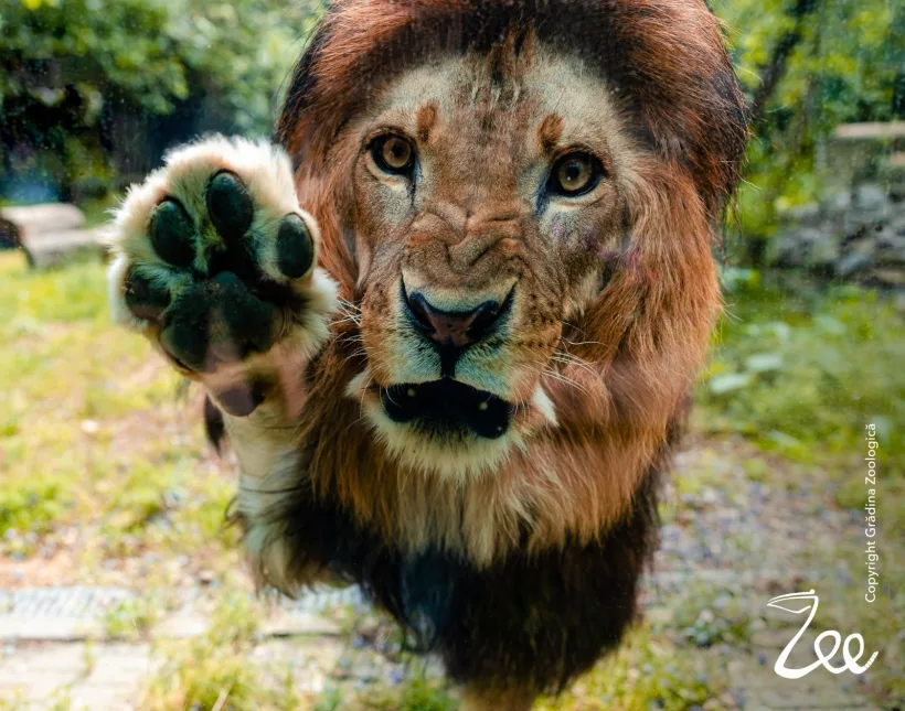 Copiii, părinții și bunicii, invitați la o aventură colorată la Grădina Zoologică din București