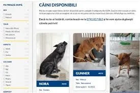 Catalog online pentru „maidanezii cazați”, din București