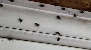 Ploșnițele au „invadat” un hotel din Tg.