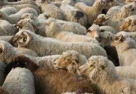 România își consolidează poziția pe piața din Algeria cu exporturi de peste 1 milion de ovine