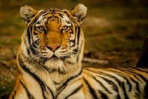 Un tigru a omorât un om la Grădina Zoologică Pitești