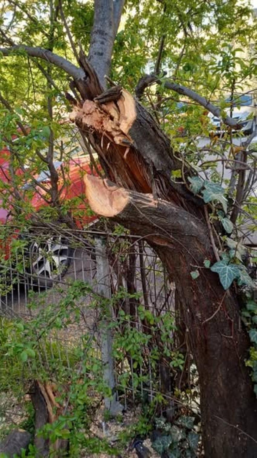 Toaletarea arborilor în Sectorul 3, în plin proces
