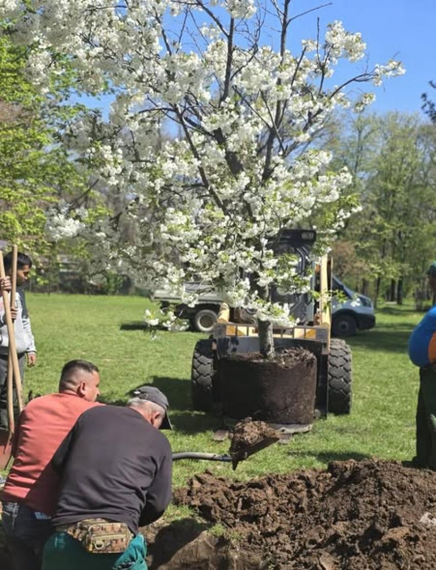 Administraţia Lacuri, Parcuri şi Agrement Bucureşti ă plantări în cea mai mare grădină japoneză din Europa