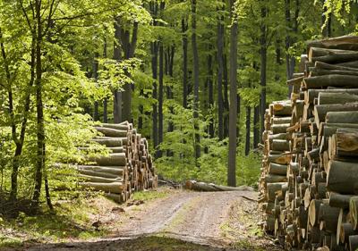 Noul Cod silvic a fost adoptat de Parlament