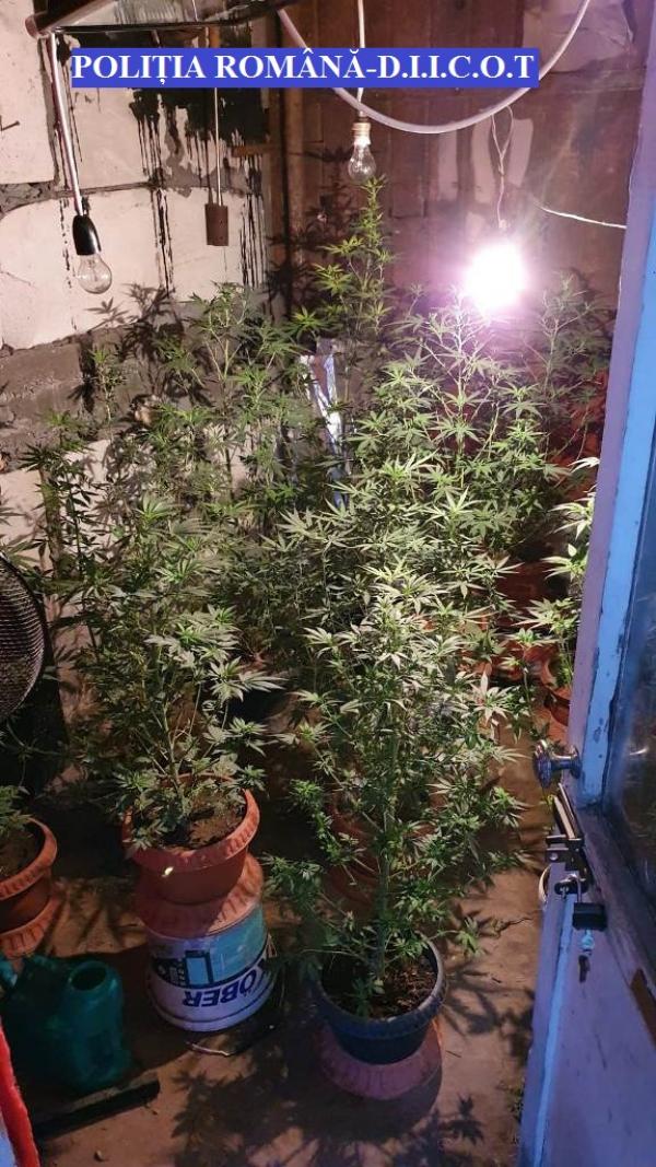 Cultură de cannabis la domiciliul unui brăilean. El este cercetat pentru infracţiunea de deţinere de droguri de risc