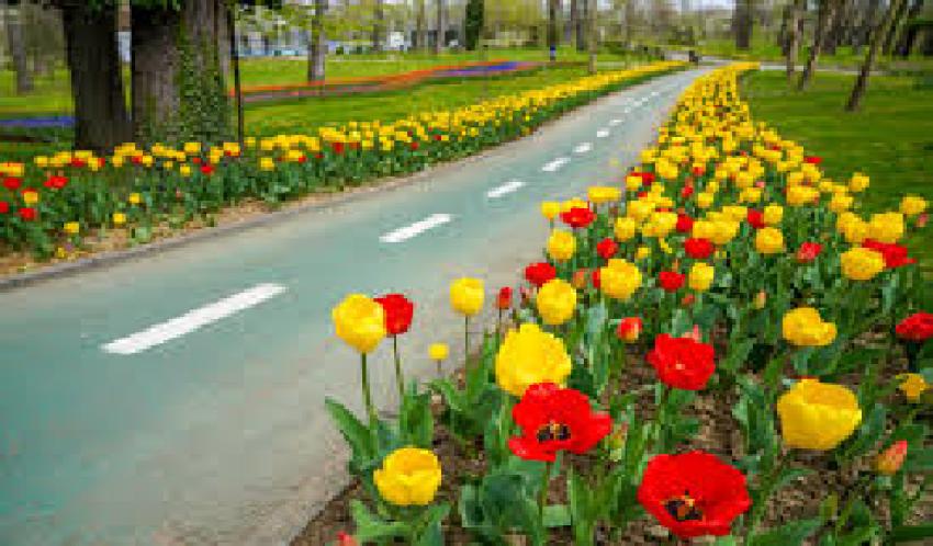 Tradiția continuă: Simfonia Lalelelor, la cea de-a 49-a ediție în Pitești