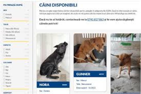 Catalog online pentru &bdquo;maidanezii cazați&rdquo;, din București