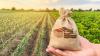 Termenul pentru depunerea cererilor de plată în cadrul campaniei agricole a fost prelungit
