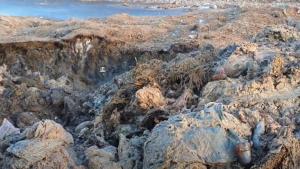 Procurorii verifică dacă miile de oi înecate în Marea Neagră au fost incinerate