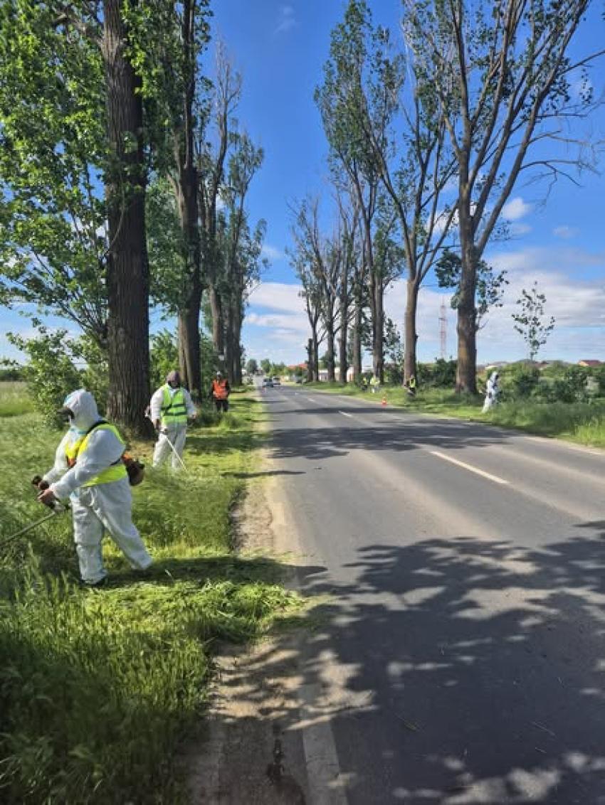 Campania de cosire a ambroziei pe drumurile județene Ilfov