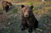 Reacția ministrului Mediului după atacul de la Predeal: orice urs care pune în pericol viața omului trebuie împușcat