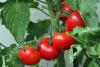 Guvernul va aloca 125 de milioane de lei producătorilor agricoli care cultivă legume în sere