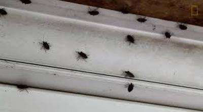 Ploșnițele au &bdquo;invadat&rdquo; un hotel din Tg.