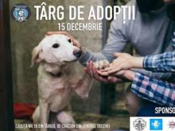 Târg de Adopții de căței pe esplanada Casei de Cultură Suceava