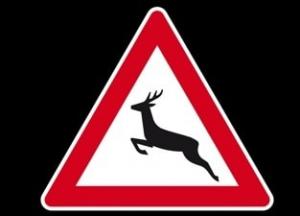 Animalele sălbatice care invadează intravilanul Iașului vor fi capturate