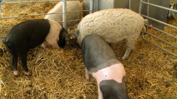 Bani de la stat pentru fermierii care cresc porci din rasele Bazna și Mangalița