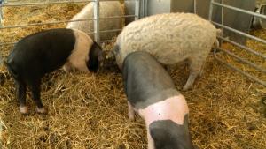 Bani de la stat pentru fermierii care cresc porci din rasele Bazna și Mangalița