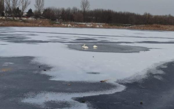 Patru lebede blocate &icirc;n gheață &icirc;n B&acirc;rlad, eliberate de pompieri