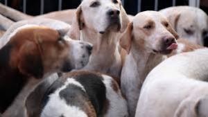 20 de percheziții &icirc;ntr-o anchetă privind uciderea ilegală a c&acirc;inilor fără stăp&acirc;n. Polițiștii verifică adăposturi și primării