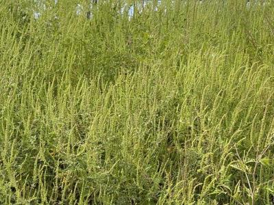 Proprietarii terenurilor cu ambrozie vor fi obligați să distrugă buruiana