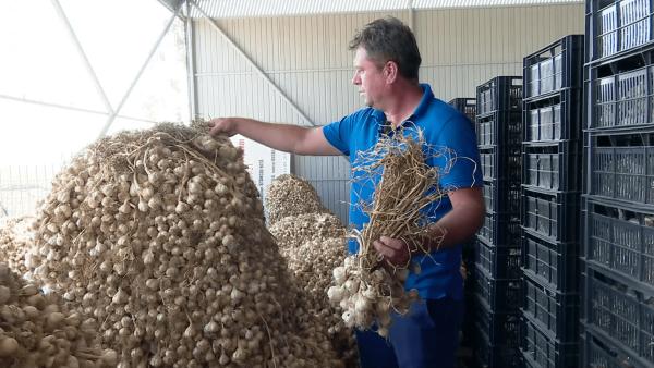 Ministerul Agriculturii: bugetul pentru producția de usturoi ar putea fi suplimentat cu peste 2 milioane de euro