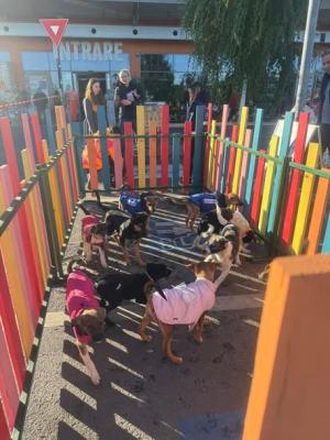 Ultimul târg în aer liber de adopții de căței din 2025