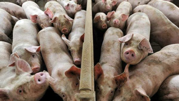 Țăranii rom&acirc;ni vor putea vinde porci &icirc;n perioada Crăciunului