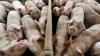 Țăranii români vor putea vinde porci în perioada Crăciunului