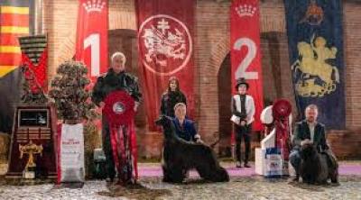 Expozițiile Dracula Dog Show 2025