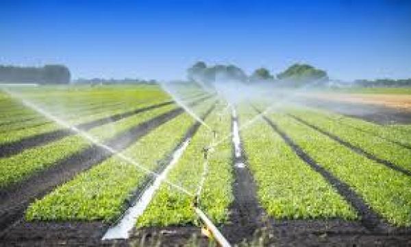 Vești bune pentru fermieri. Vor primi ajutorul de 100 de euro/ha