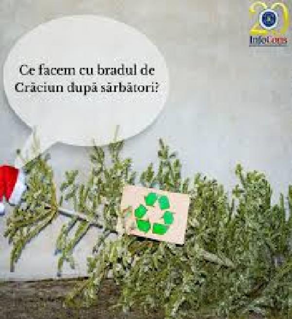 Ce facem cu brazii după sărbători?
